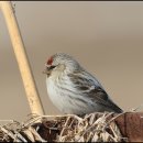 쇠홍방울새(Arctic Redpoll) 이미지