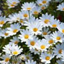 데이지(Daisy)