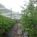 김진득 농장 이미지