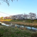 계양천 산책로 공중화장실 | 경기도 벚꽃 명소 축제 김포 계양천 벚꽃길 봄꽃구경 주차장