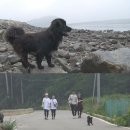 동물농장 이미지