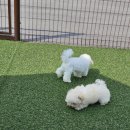 사랑해줄개 이미지