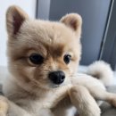 [부천] 생활의달인 황금장 중화요리 간짜장 웨이팅 대기시간 실패