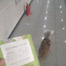 한유복동물병원 네이버블로그
