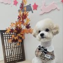 아모르 펫 살롱 이미지