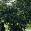 신효동 하귤나무 이미지