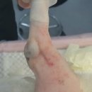 노은동물병원 이미지