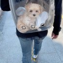 강아지 이동 가방 이제 대중교통 탈수있개