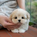 인천 강아지분양 고양이분양 미유펫 이미지