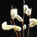 꽃보다 강쥐 이미지