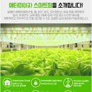 [애터미/AZA몰] 애터미 스마트팜 무농약 상추세트 4종 6포기(버터헤드레터스, 이자트릭스, 카이피라...