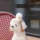 더멍멍컴퍼니 이미지