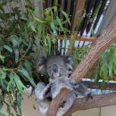 자연은 동물병원 | 호주 취업이민 후기 - 이민 6개월차, 공립병원 응급실 간호사 5개월차