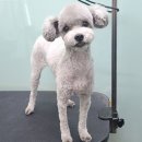 정샘 동물병원 이미지