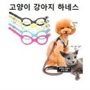 안경산책 이미지