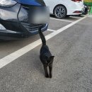 보개초등학교 이미지