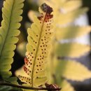 창경궁의 고사리......Ferns of Changgyeonggung Palace........................... 이미지