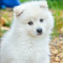 복슬강아지 이미지