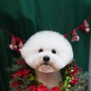 트레밍MM 이미지