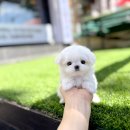 씨유 포항해도타운점 | 포항고양이분양 생각 중이라면 해피펫타운에서 꼭 확인해보세요