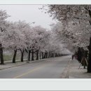 [2006]지역별 벚꽃축제일정~♧ 이미지