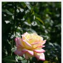 장미꽃길 2 이미지