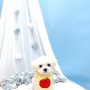 견생의하루 펫살롱 일산본점 이미지