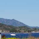 청포마을 | 거제에서 지금 유채꽃 예쁜 곳, 청포마을 유채꽃 실시간 후기