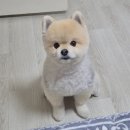 SM펫살롱 이미지