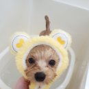 화이트그루밍 이미지