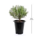 로즈마리 이미지