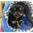 An's 명품펫 애견백화점 이미지