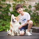 미니펫 강아지분양 고양이분양 수원점 이미지