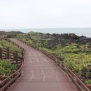 제주 월령리 선인장군락 이미지