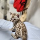 MJ캐터리 이미지