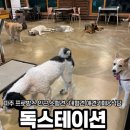 (주)펫스테이션 | 파주 프로방스 [독스테이션] 애견카페&amp;식당/애견호텔&amp;유치원 (대형견 가능)