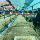 종삼농장 이미지