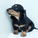 베르네집 이미지