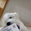 달강아지 | 강아지종합영양제 추천👍/밤에 먹는 달모양 강아지영양제 _ 조공 이지케어 나이트 후기🌜🩷