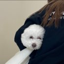윤채브로우