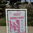 인천 가볼만한 곳 SK석유화학 벚꽃동산 방문 후기