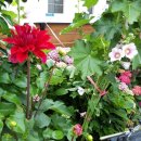 남해쁠라야 이미지