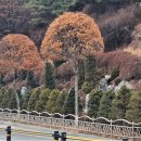 중앙로가로수 이미지