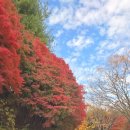 대청호 단풍 🍁 이미지