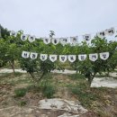 아리랑농장 이미지