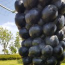 안성맞춤캠핑장 이미지