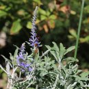 시골마당 이미지