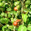 무화과나무 이미지