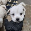 [입양완료]귀여운 아가 4남매♡ 이미지