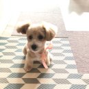 우주를 줄개 이미지